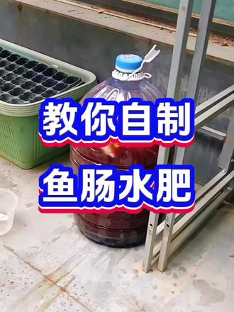 自制鱼肠水肥#有机物料腐熟剂#发酵水肥#鱼肠水肥