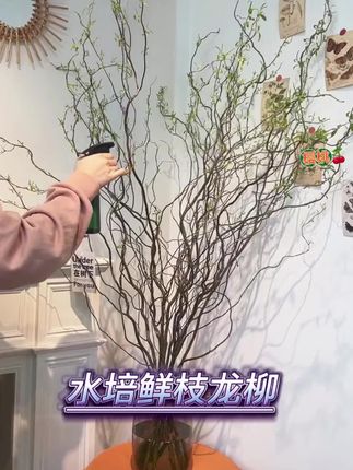 鲜枝龙柳!巨好养的懒人鲜切花,真正的枯木逢春,有水就能养好它#龙柳 #花卉绿植 #室内盆栽 #水培植物 #记录生活