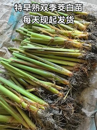 特早熟双季茭白苗,纯白无黑心。现在种植当年结果#茭白种植 #双季茭白苗 #茭白