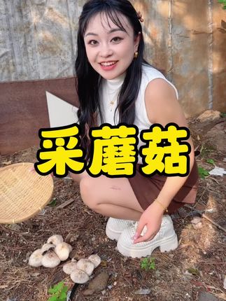 雨后的草坪上长出很多蘑菇🍄🟫,根本采不完 #赶海 #采蘑菇