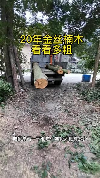 20年金丝楠木,看看有多粗,不要听专家怎么说,也不要听我怎么吹,至少眼见的真实一些。#金丝楠木树苗 #成都市金楠花木