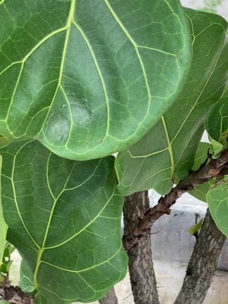 好用的软毛牙刷