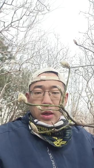 辛夷,玉兰科植物望春花和玉兰花的花蕾,价值很高的一味本草,也是一种天然香料,炖肉很香。
#植物 #山货 #识百草 #辛夷