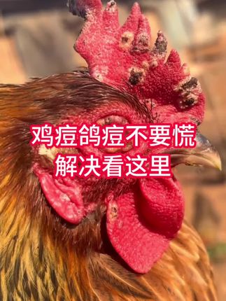 鸡痘鸽痘解决方法#鸡鸭鹅养殖 #鸡鸭鹅养殖基地 #鸡鸭鹅养殖方法