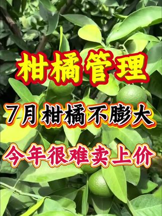 7月柑橘不膨大,今年很难卖上价#柑橘种植 #柑橘膨大 #转色增甜 #柑橘种植