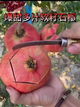 #爆甜多汁软籽石榴