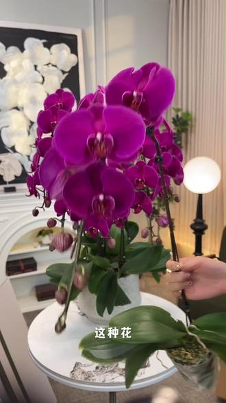 绝美大花蝴蝶兰,4年老桩超惊艳 主播展示大花朵蝴蝶兰,4年老桩品质佳,还有优惠别错过!