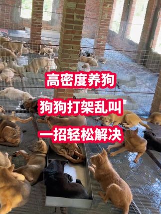 #养狗人 #养狗经验分享 #狗狗 #科学养狗 #创作灵感