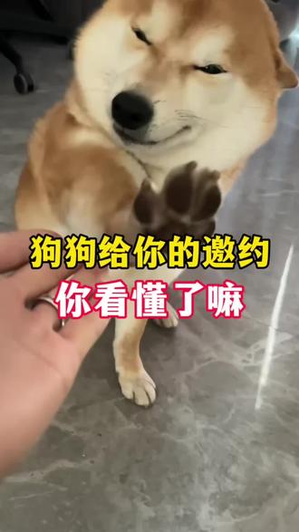 狗狗给你的邀约你看懂了嘛?#狗狗 #养狗经验分享 #养狗的乐趣 #科学养宠攻略 #养狗人