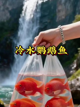 #冷水鹦鹉鱼#鱼儿自由自在的水中游#鱼苗#鱼苗养殖