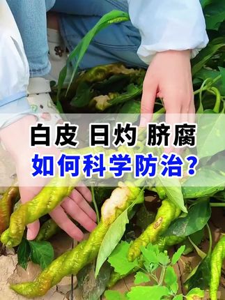 #辣椒 #辣椒病虫害防治 #辣椒种植 #园大头