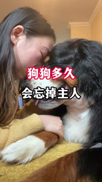 狗狗多久会忘掉主人 狗狗的忠诚是用一生来等你。#养狗人 #狗狗 #养狗经验分享 #新手养狗 #忠诚的狗狗