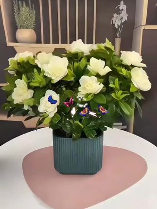 #花卉绿植 #今日分享 #强烈推荐 栀子花盆栽带花苞四季开花卉香味大叶牡丹重瓣好养花卉驱蚊阳台养#一花一草一世界