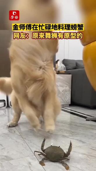 动物的智商有时真的很高