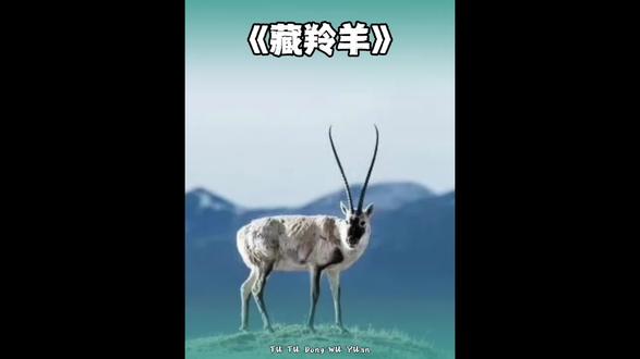 可可西里的风,终于不再带咸!藏羚羊迁徙路上,那些用生命护航的星光#保护野生动物 #生命树 #动物科普 #藏羚羊 #可可西里