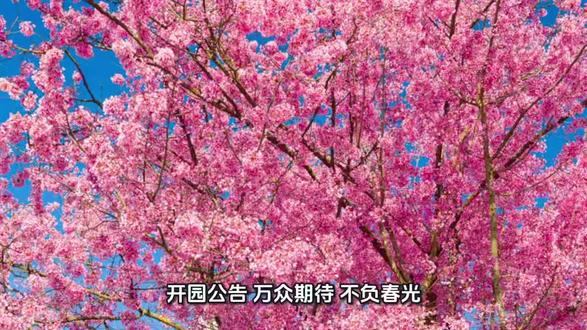 团购#尹山花谷 4-9号开园