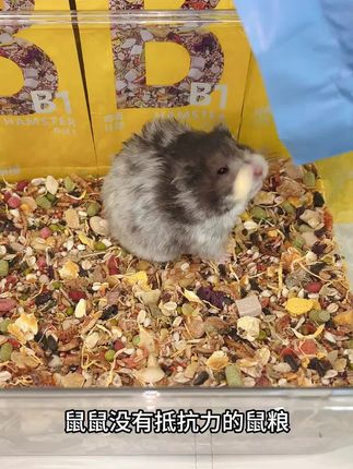 哪只鼠鼠能拒绝这款鼠粮?#金丝熊 #仓鼠 #仓鼠粮食 #仓鼠日常 #宠物 @抖音小助手