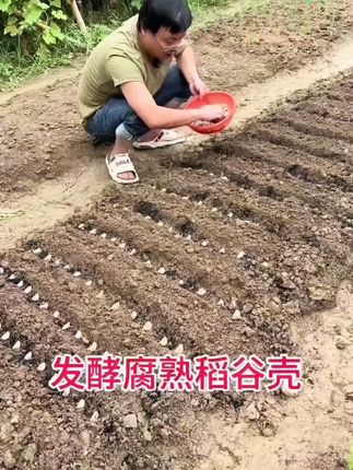 土壤板结?试试稻壳配土!它能快速提升土壤排水透气性,种菜养花不易烂根。分解时还会释放有机质,让土壤变肥沃。推荐用发酵腐熟稻壳,家庭种植更放心!土壤板结?试试稻壳配土!它能快速提升土壤排水透气性,种菜养花不易烂根。分解时还会释放有机质,让土壤变肥沃。推荐用发酵腐熟稻壳,家庭种植更放心! 土壤板结?试试稻壳配土!它能快速提升土壤排水透气性,种菜养花不易烂根。分解时还会释放有机质,让土壤变肥沃。推荐用发酵腐熟稻壳,家庭种植更放心! #家庭种植#土壤板结#发酵腐熟稻壳