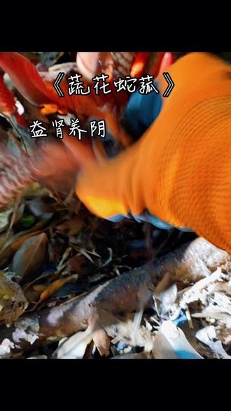 图一图二:(疏花蛇菰)虽可药用,但并非普通食材,且野生植株受生态保护,不建议随意采摘食用,其药用需在专业医师指导下进行,以下是其药用相关的用法和作用梳理:
一、药用作用(传统功效)
1. 益肾养阴:针对肾虚引发的腰膝酸软、头晕耳鸣、遗精盗汗等症状有调理作用。
2. 清热止血:可用于治疗痔疮出血、咯血、衄血等出血症,也能缓解肺热咳嗽、咽喉肿痛等热证。
3. 消炎镇痛:对胃痛、肝炎、跌打损伤导致的肿痛有一定的缓解效果,民间也用于改善风湿痹痛。
4. 现代研究潜力:提取物被发现有解酒毒、辅助降血糖的作用,部分成分对肿瘤细胞株显示出抑制活性(相关研究仍处于实验阶段,未应用于临床)。
二、药用用法(仅供参考,需遵医嘱)
1. 煎服:取干燥的疏花蛇菰3-10克,加水煎制,去渣后服用,可搭配其他中药材(如枸杞、杜仲)增强益肾效果。
2. 泡酒:将其与白酒按比例浸泡,密封静置15-30天后饮用,适用于风湿痹痛、肾虚腰痛的调理(饮酒需适量)。
3. 外用:将鲜品捣烂后敷于跌打损伤的肿痛处,或煎水清洗痔疮患处,起到局部消炎止血的作用。
重要提醒
1. 疏花蛇菰是寄生植物,其成分受寄主影响,盲目食用可能因寄主含毒而引发不良反应。
2. 野生疏花蛇菰的生存依赖特定生态环境,随意采摘会破坏当地植被平衡,部分地区已将其纳入保护范畴。
(必医生指导下使用)