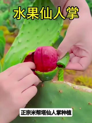 正宗米帮塔仙人掌种植叶片绿植盆栽老叶片观赏植物仙人掌科多肉