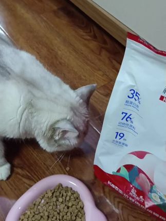 猫粮真的不能含糊,吃好了,才能健康喔!#科膳 #科膳小红盾 #科膳猫粮 #萌宠 #猫咪