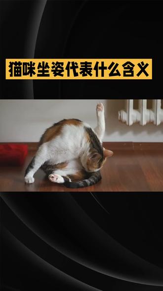猫咪坐姿含义#猫咪 #猫咪的迷惑行为盘点