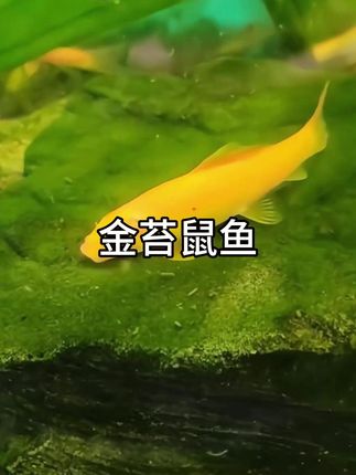 鱼缸 “金色清洁工”金苔鼠鱼,好养不挑活,新手闭眼入 想给鱼缸找个不费力的清洁小帮手?金苔鼠鱼必须安排! 它体型小巧灵活,体表泛着浅金光泽,像条迷你 “金泥鳅”,能钻进缸壁缝隙、沉木底和水草间,用吸盘式嘴巴啃食藻类、残饵和缸底污垢,连普通工具鱼够不到的死角都能清干净,默默帮你维持水质。 养它也超省心,不挑水质,不用额外喂饲料,靠缸内藻类就能存活。性格温和不扰鱼,混养孔雀鱼、灯鱼都和睦。点击左下角小黄车,让这 “金色清洁员” 住进鱼缸,省工又添趣~#金苔鼠鱼 #工具鱼 #养鱼日记 #新手养鱼 #鱼缸里的大自然