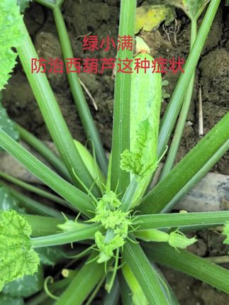 今年西葫芦最新症状