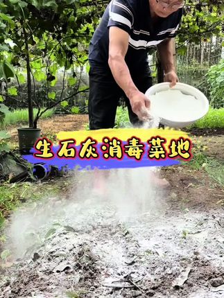 收完一茬蔬菜后,往地里撒些#生石灰 ,能有效杀灭土壤中的病菌与虫卵。这样到了秋天再种菜,不仅管理起来更省心,蔬菜长势也会格外旺盛!#种植小技巧 #土壤消毒 #蔬菜种植 #低成本高收益