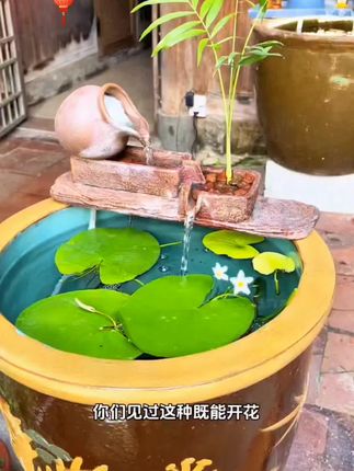 不用土不用泥,一片叶子就能开花繁殖,还能净化水质,鱼缸龟缸造景美观又实用#水培植物 #一叶莲 #花卉绿植 #鱼缸造景 #浮萍