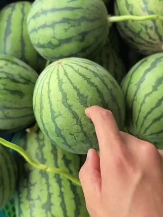 这是正宗北京庞各庄手剥小西瓜😘😋口感特别好🍉爆甜爆汁现摘现发🍉🍉🍉坏果包赔🍉😋😛😘#手剥小西瓜#庞各庄小西瓜#西瓜🍉 #快来一起尝个鲜 #西瓜真甜