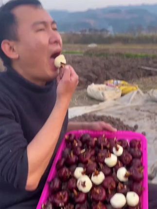 广西桂林荔浦水果马蹄上市了,脆甜化渣鲜嫩多汁。欢迎品尝#马蹄#荸荠#优质农产品