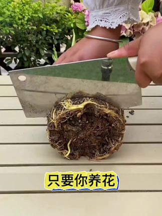 还在为植物被虫害困扰而烦恼吗?快试试这款防虫颗粒!它能有效对付蚜虫、小黑飞、蚧壳虫等常见害虫 ,不管是家里的花卉,还是多肉、绿植,都能用。只要把它撒在植物根部土壤,浇水时就会被吸收,简单又方便。而且安全环保,有娃有宠家庭也能放心用。用了它,植物不再受虫害侵扰,茁壮成长,让你的园艺生活更轻松惬意。别犹豫,快入手,开启无虫园艺时光!#防虫小白药 #防虫颗粒 #防虫小妙招 #养花小知识 #花卉绿植
