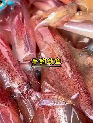 【两只两斤装】手钓大管鱿鱼东山岛鲜活速冻火箭鱿鱼乌贼管枪鱿鱼#海鲜 #海鲜水产 #新鲜海鲜 #吃海鲜 #海鲜干货