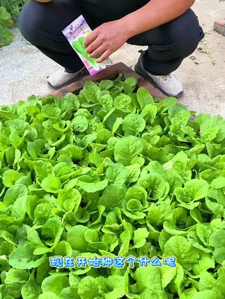 如果你想吃一些小青菜的话,不妨种植一些奶油快菜#种菜 #种植 #奶油快菜 #奶油快菜种子
