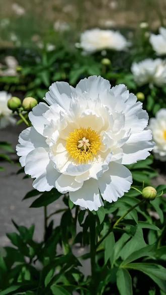 #清明节 #清明粿 #做清明粿吃咯 做清明粿吃咯 #清明节要到了