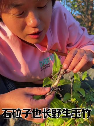 东北遍地都是的野生玉竹,石砬子上一大片 #野生玉竹 #玉竹 #玉竹煲鸡汤 #东北野生玉竹 #玉竹水