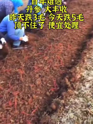 丹参 #野生丹参 #丹参泡水、煮水 #新农人计划 #优质农产品