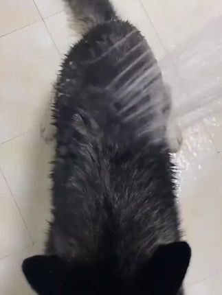 家里养狗的一定要试试这个宠物沐浴露,它不仅能够温和清洁狗狗的 家里养狗的一定要试试这个宠物沐浴露,它不仅能够温和清洁狗狗的皮毛,还能滋养毛发,用完之后毛发特别柔顺光滑,而且它的香味很好闻,留香时间也很长,平时给狗狗洗澡的时候用一点,洗完后又香又干净,关键是价格也不贵,性价比很高,喜欢的朋友赶快下单购买吧!