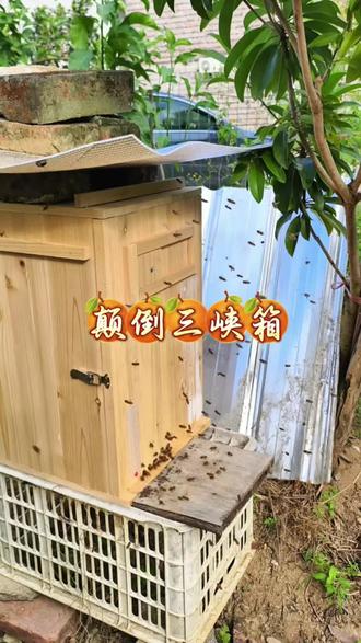 颠倒三峡箱比活框养殖更方便,比土法养蜂更简单 #颠倒三峡箱 #颠倒蜂箱 #在抖音入手的好东西