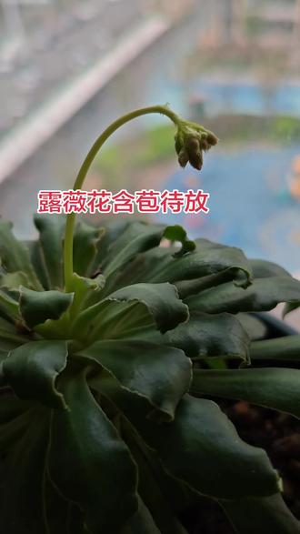 #抖音玩法合伙人计划#露薇花盆栽