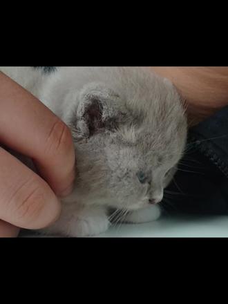 我以前不理解为什么会有人花大部分的时间和精力去养一只只是看起来很可爱的小猫,可是当我的身边有一只小猫的时候……我好像也会忍不住想要摸摸它软乎乎的脑袋,想拿小玩具逗它玩,想看着它在温暖的阳光下肆意打滚,看着它抬起的双手和期待的眼神,我也会上网查看它能吃的食物,光是看着它在我怀里蜷缩成一团打瞌睡就很美好,小猫不会说话,但它会在你感到难过的时候蹭蹭你它会在和你分离一天后开心的围着你转圈圈
它好像什么都没说,又好像什么都说了