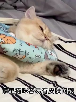 养猫养狗专用#家有萌宠 #萌宠好物 #猫咪的日常 #萌宠 #养猫人