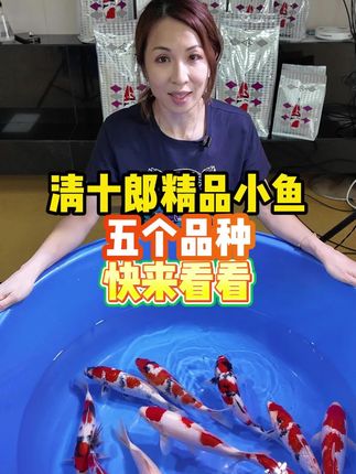 清十郎精品小鱼,五个品种,快来看看吧#银鳞红白#银鳞昭和 #清十郎昭和 #进口锦鲤#万物可爱