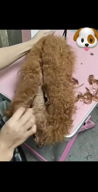 #上热门 #搞笑#狗狗 #发型#萌宠