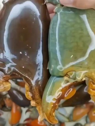 #青蟹腿#蟹钳 #蟹腿