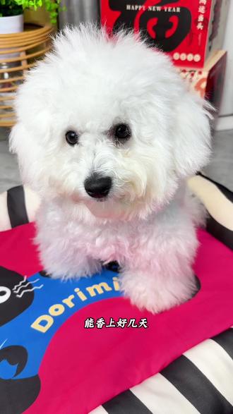 秒变白白小狗啦#宠物沐浴露 #狗狗洗澡神器 #比熊沐浴露