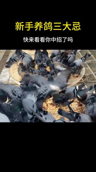 #养鸽人#新手养鸽人 #鸽子养殖技术