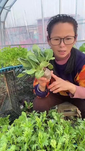 阳台也能种出多彩花菜,轻松享受绿色生活!