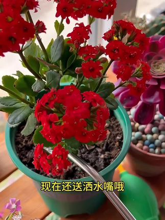这就是养花人都爱不释手的#浇水壶 #好用不贵经济实惠 #长嘴浇水壶 #养花人的乐趣 #爱生活爱养花
